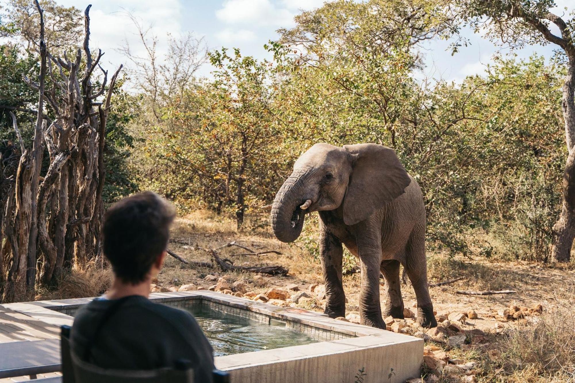 Simbavati River Lodge Timbavati Game Reserve Extérieur photo